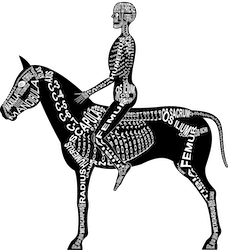 Zu Produkten mit Motiv Skelett mit Anatomie von Reiter