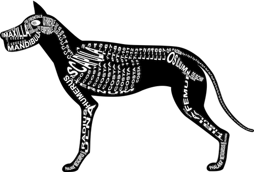 Zu unseren Produkten mit Motiven vom Hunde-Skelett und Anatomie