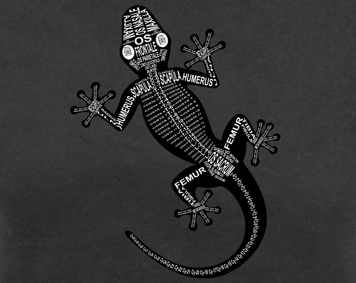 Motiv Gecko: Skelett mit anatomischen Bezeichnungen der Knochen für Tierarzt und Tiermedizin-Student - Wort Anatomie