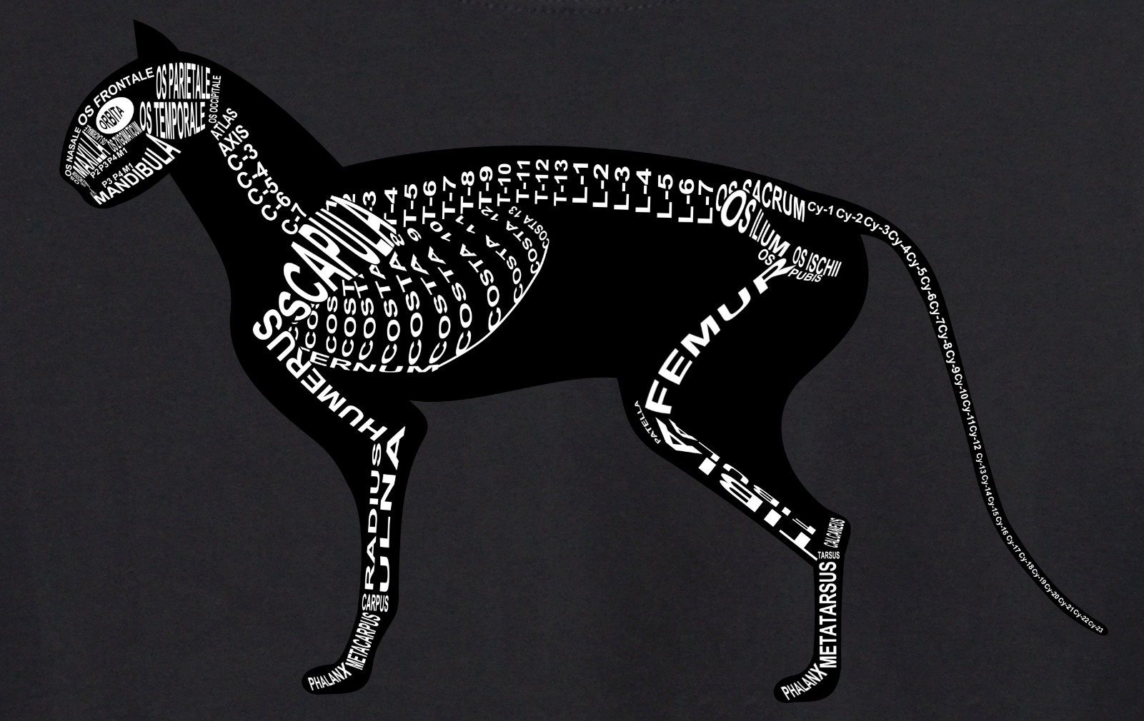 Motiv Katze: Skelett mit anatomischen Bezeichnungen der Knochen für Tierarzt und Tiermedizin-Student - Wort Anatomie
