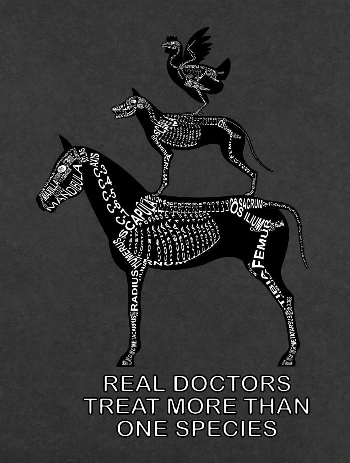 Motiv Real Doctors treat more than one Species Kleintier: Skelett von Pferd, Hund und Huhn mit anatomischen Bezeichnungen für Tierarzt und Tiermedizin-Student - Wort Anatomie
