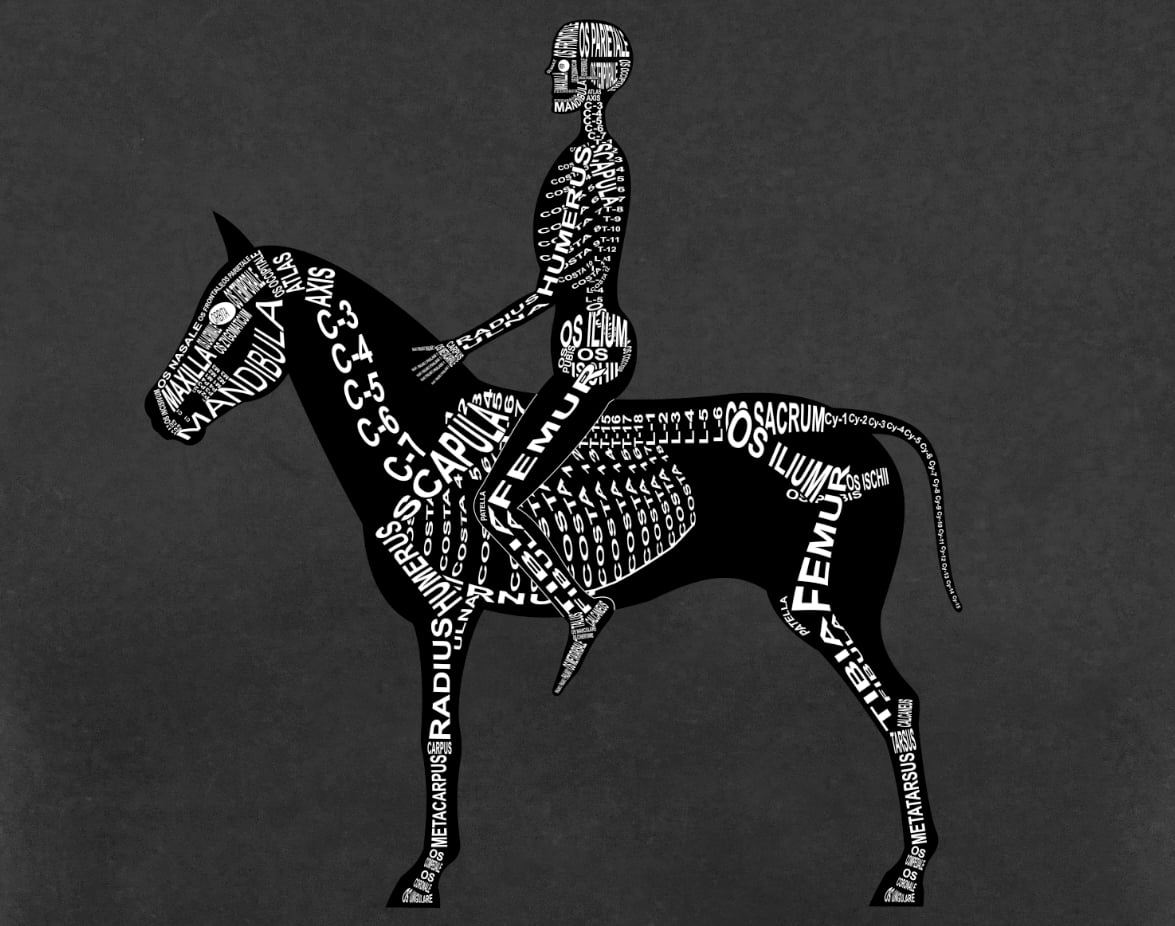 Motiv Reiter: Skelett von Mensch und Pferd mit anatomischen Bezeichnungen der Knochen für Arzt, Tierarzt und Medizin-Student - Wort Anatomie