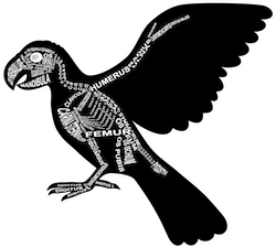 Zu Produkten mit Motiv Skelett mit Anatomie vom Papagei