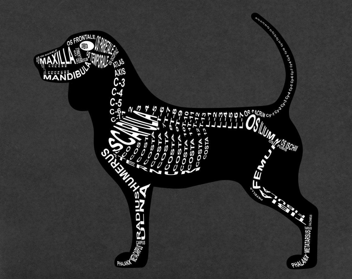 Beagle: Skelett mit lateinischen Bezeichnungen der Knochen für den Tierarzt und Tiermedizin-Student - Wort Anatomie