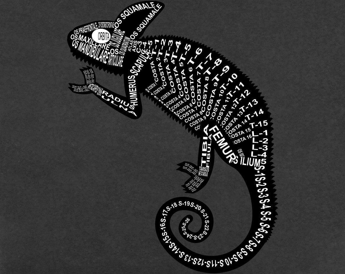 Chamäleon: Skelett mit lateinischen Bezeichnungen der Knochen für den Tierarzt und Reptilien-Fan - Wort Anatomie