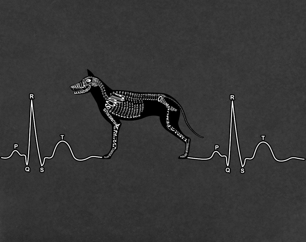 EKG mit Hund: Skelett mit lateinischen Bezeichnungen der Knochen und Herzschlag für den Tierarzt und Tiermedizin-Student - Wort Anatomie
