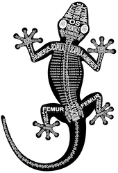 Zu Produkten mit Motiv Skelett mit Anatomie vom Gecko