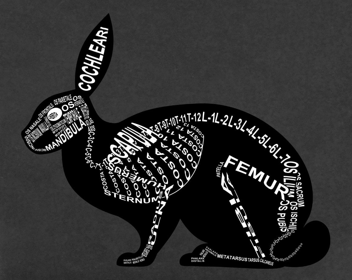 Hase / Kaninchen: Skelett vom Hasen mit lateinischen Bezeichnungen der Knochen für den Tierarzt und Tiermedizin-Student - Wort Anatomie