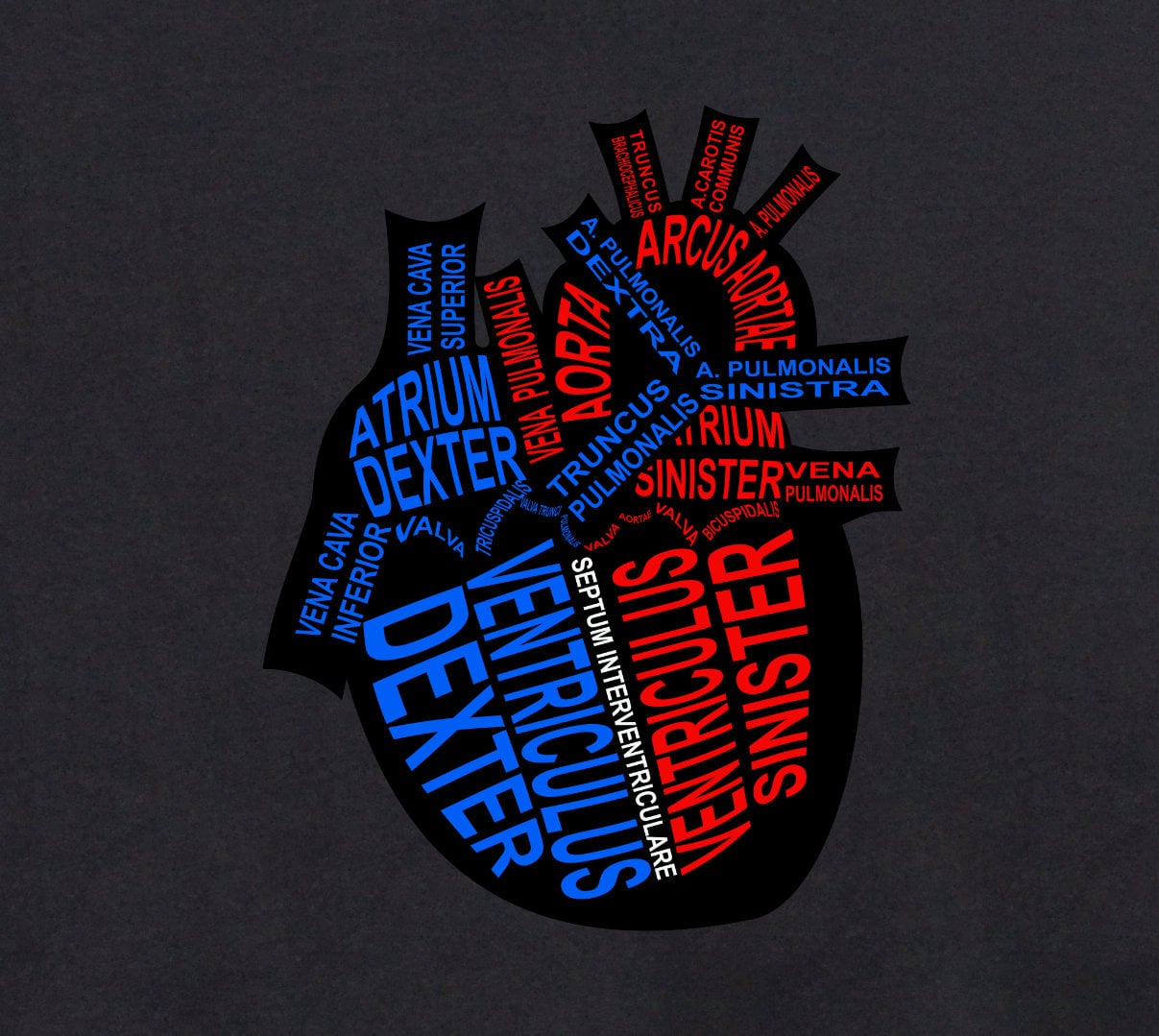Mensch: Herz mit lateinischen Bezeichnungen der Anatomie für den Arzt und Medizin-Student - Wort Anatomie