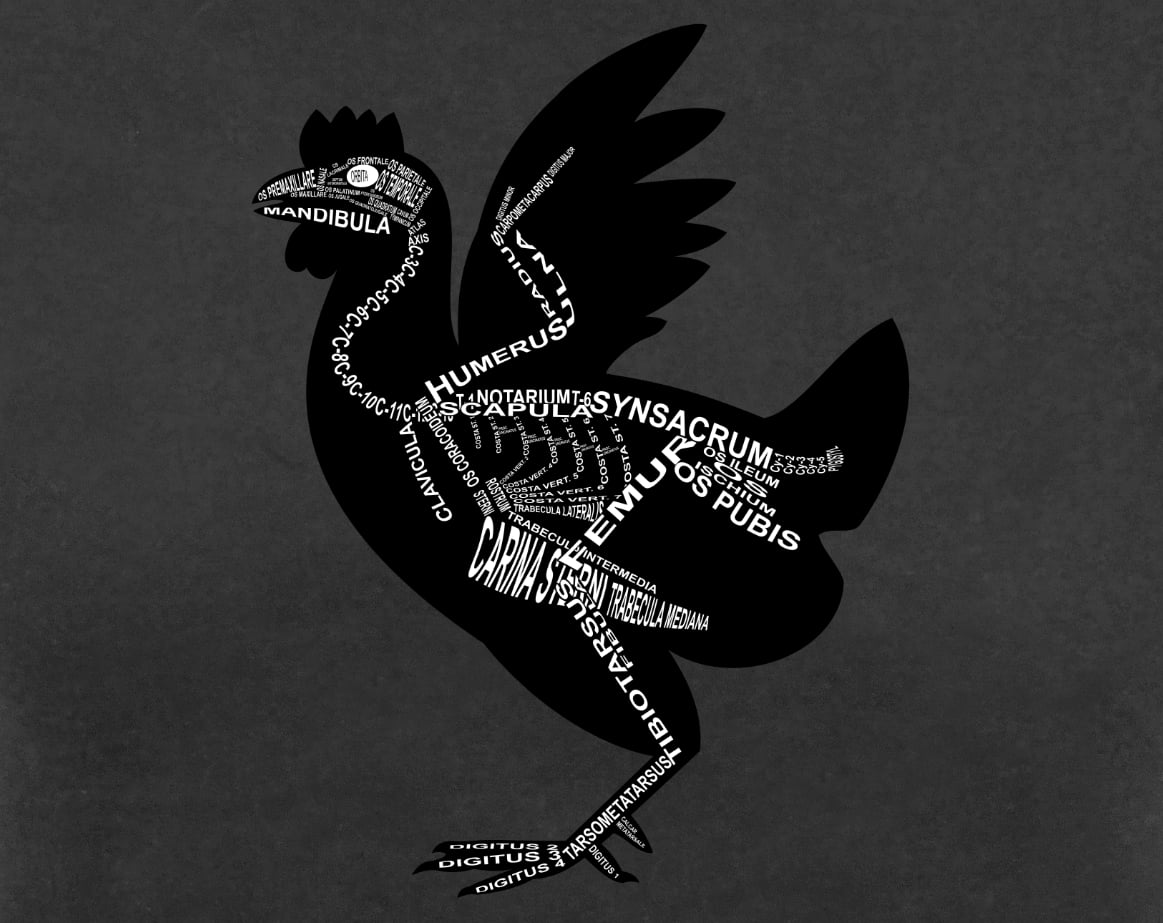 Huhn: Skelett mit lateinischen Bezeichnungen der Knochen für den Tierarzt und Tiermedizin-Student - Wort Anatomie