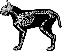 Zu Produkten mit Motiv Skelett mit Anatomie vom Luchs
