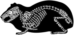 Zu Produkten mit Motiv Skelett mit Anatomie vom Meerschweinchen