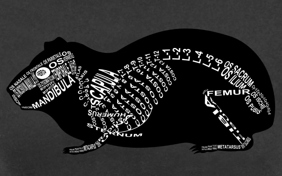 Meerschwein: Skelett vom Meerschweinchen mit lateinischen Bezeichnungen der Knochen für den Tierarzt und Tiermedizin-Student - Wort Anatomie