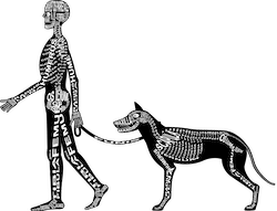Zu Produkten mit Motiv Skelett mit Anatomie von Mensch und Hund