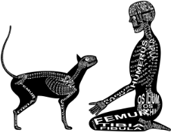 Zu Produkten mit Motiv Skelett mit Anatomie von Mensch und Katze