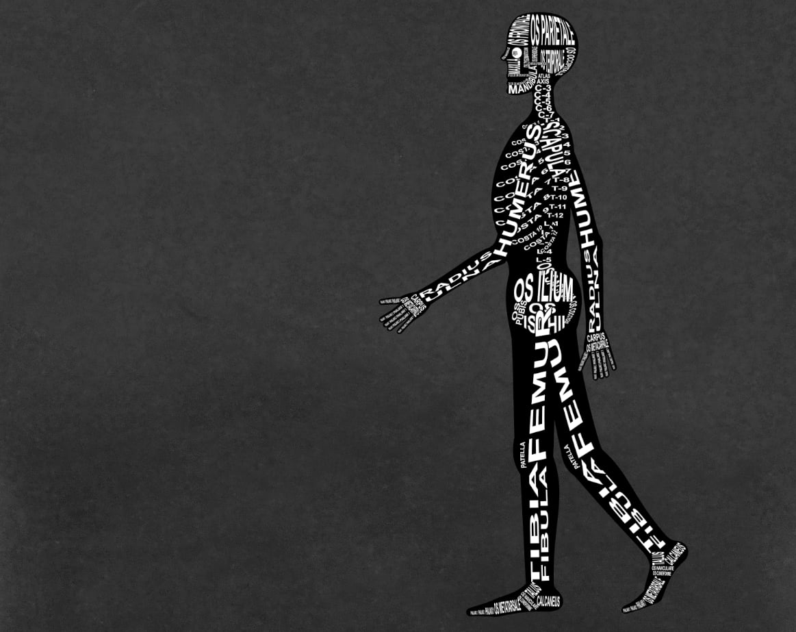 Mensch: Skelett mit lateinischen Bezeichnungen der Knochen für den Arzt und Medizin-Student - Wort Anatomie
