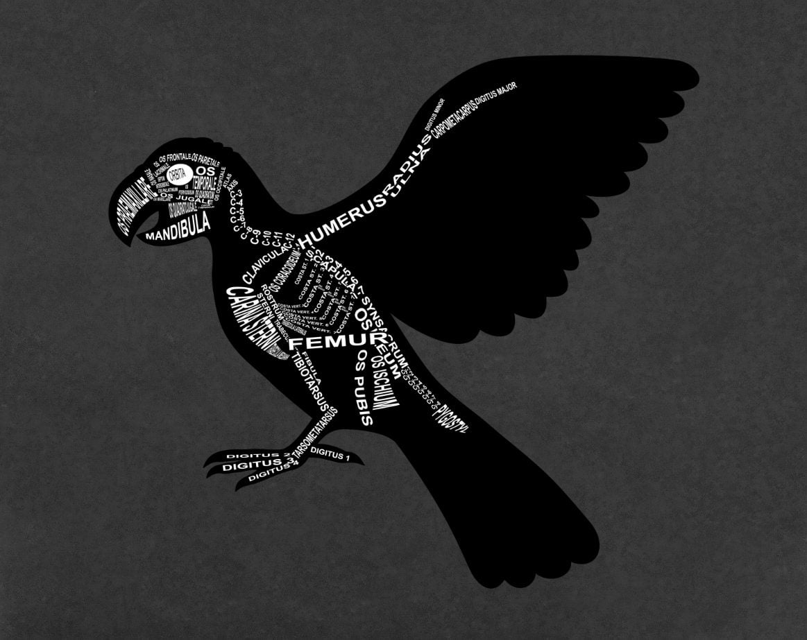 Papagei: Skelett mit lateinischen Bezeichnungen der Knochen für den Tierarzt und Tiermedizin-Student - Wort Anatomie