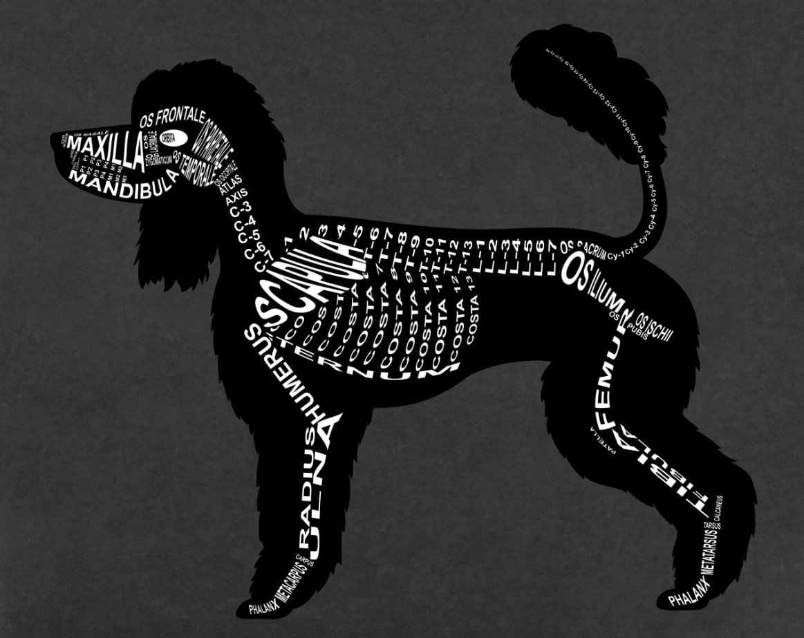 Pudel: Skelett mit lateinischen Bezeichnungen der Knochen für den Tierarzt und Tiermedizin-Student - Wort Anatomie