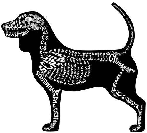 Zu unseren Produkten mit Motiven vom Beagle-Skelett und Anatomie