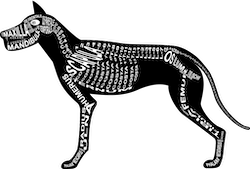Zu Produkten mit Motiv Skelett mit Anatomie vom Hund