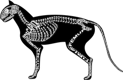 Zu Produkten mit Motiv Skelett mit Anatomie von Katze