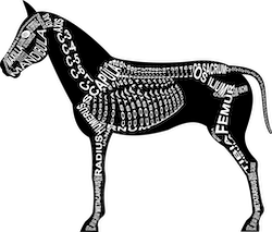 Zu Produkten mit Motiv Skelett mit Anatomie vom Pferd