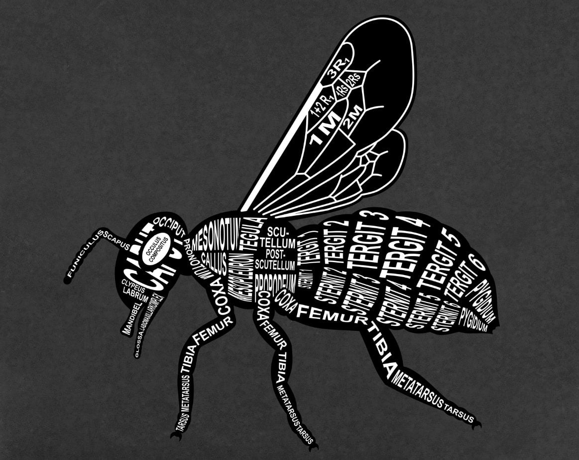 Motiv Biene: Aufbau mit anatomischen Bezeichnungen für Tierarzt und Tiermedizin-Student - Wort Anatomie