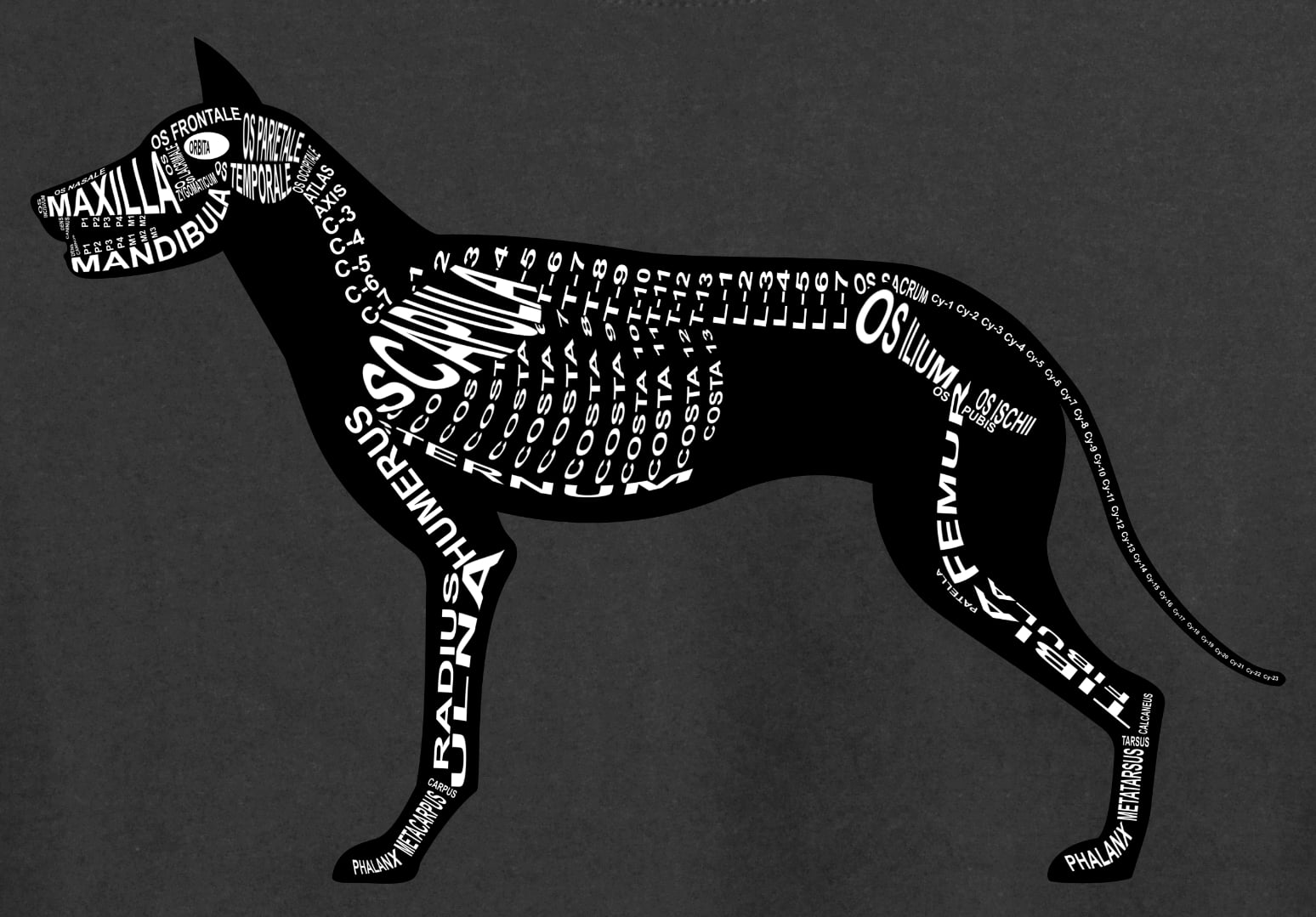 Motiv Hund: Skelett mit anatomischen Bezeichnungen der Knochen für Tierarzt und Tiermedizin-Student - Wort Anatomie