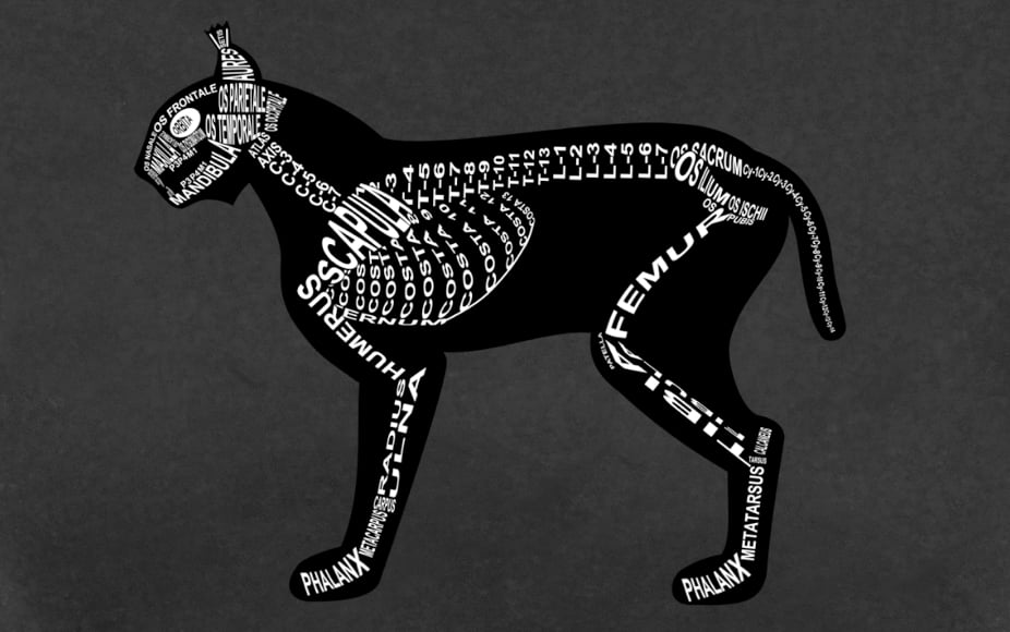 Motiv Luchs: Skelett mit anatomischen Bezeichnungen der Knochen für Tierarzt und Tiermedizin-Student - Wort Anatomie