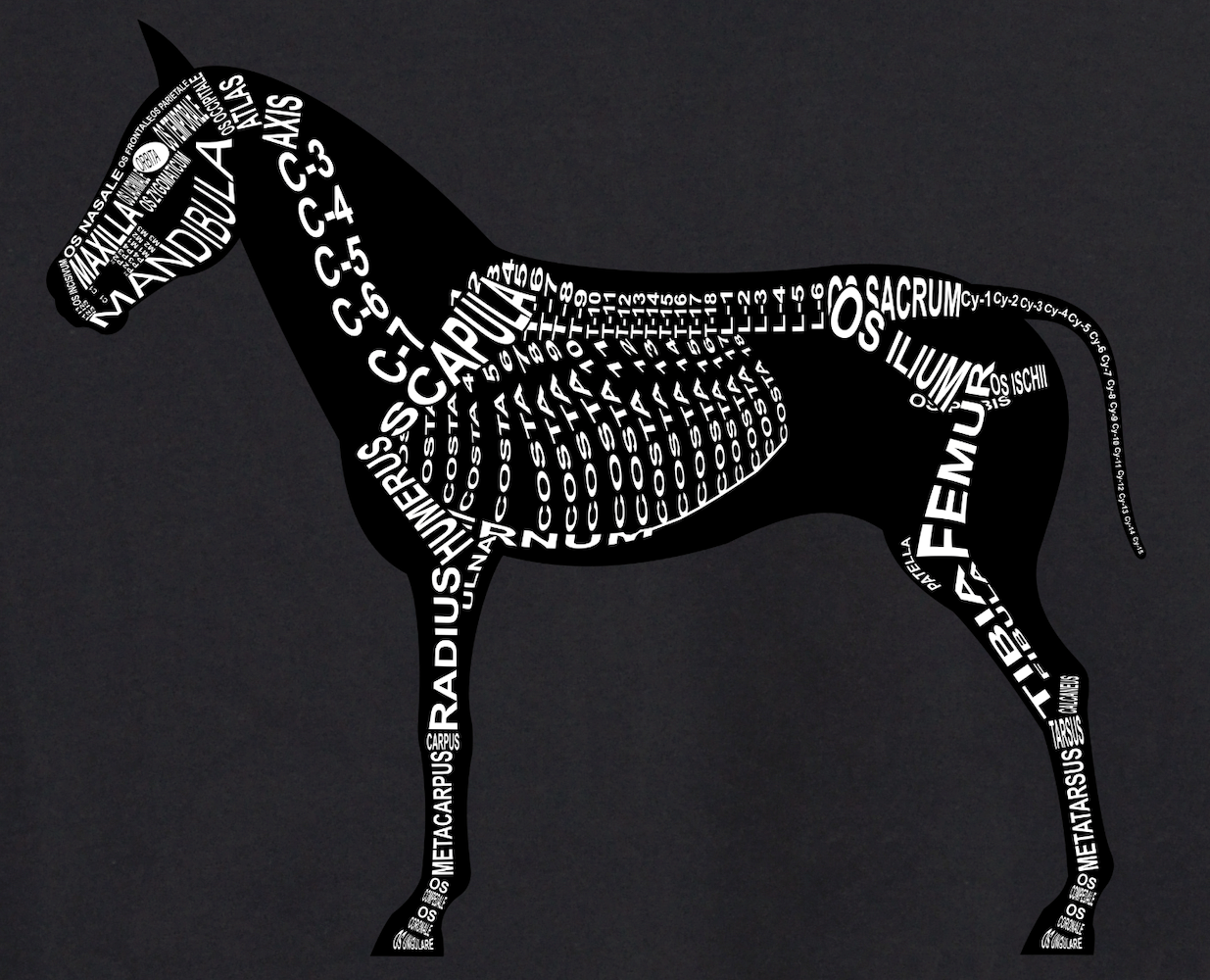 Motiv Pferd: Skelett mit anatomischen Bezeichnungen der Knochen für Tierarzt und Tiermedizin-Student - Wort Anatomie