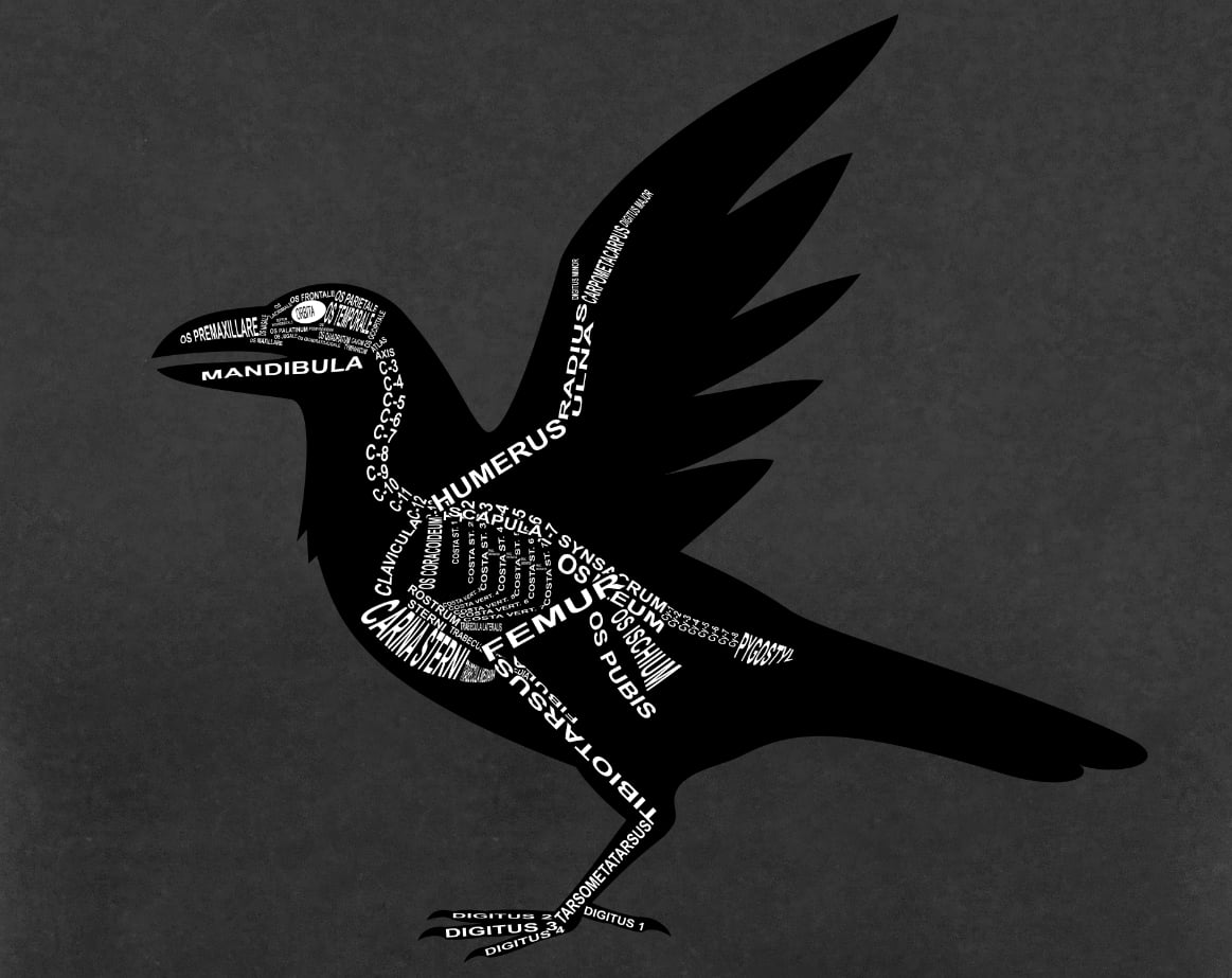 Motiv Rabe: Skelett mit anatomischen Bezeichnungen der Knochen für Tierarzt und Tiermedizin-Student - Wort Anatomie