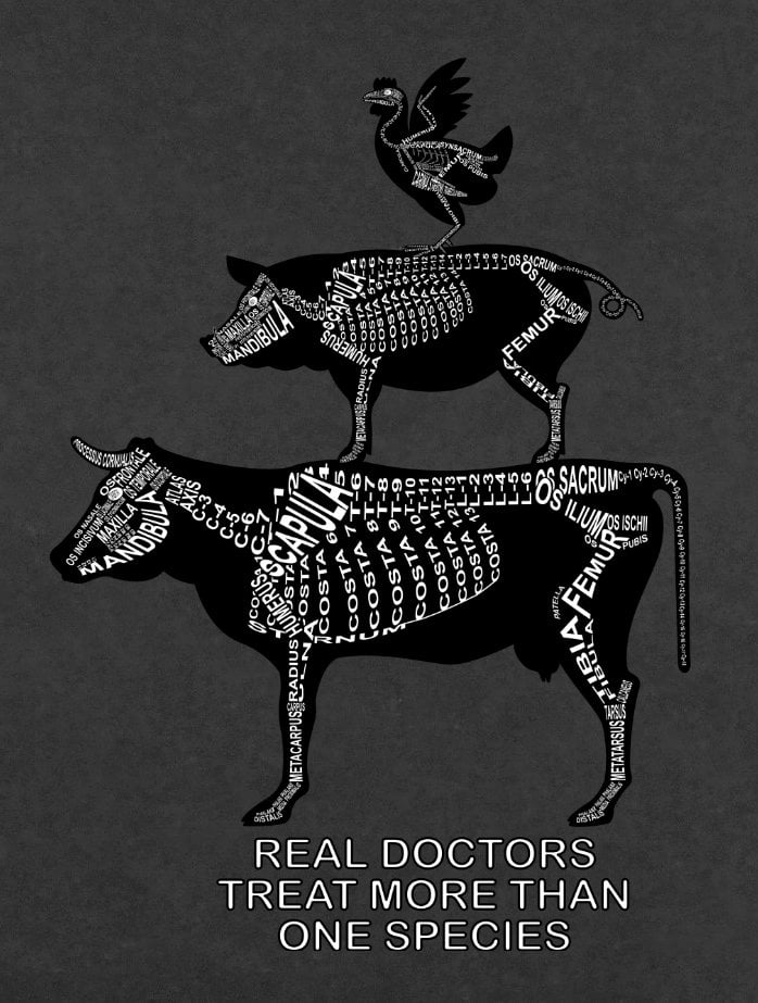 Motiv Real Doctors treat more than one Species Großtier: Skelett von Rind, Schwein und Huhn mit anatomischen Bezeichnungen für Tierarzt und Tiermedizin-Student - Wort Anatomie