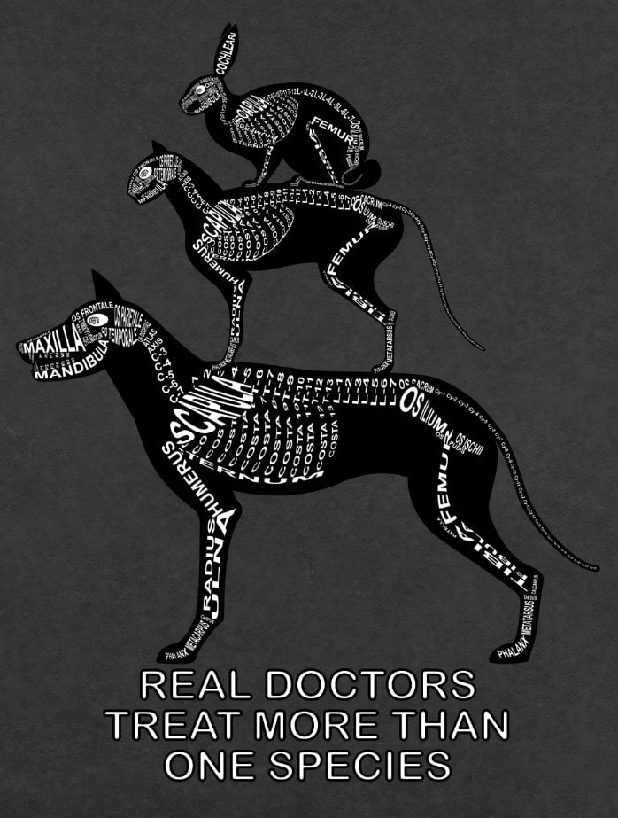 Motiv Real Doctors treat more than one Species Heimtiere: Skelett von Hund, Katze und Hase mit anatomischen Bezeichnungen für Tierarzt und Tiermedizin-Student - Wort Anatomie