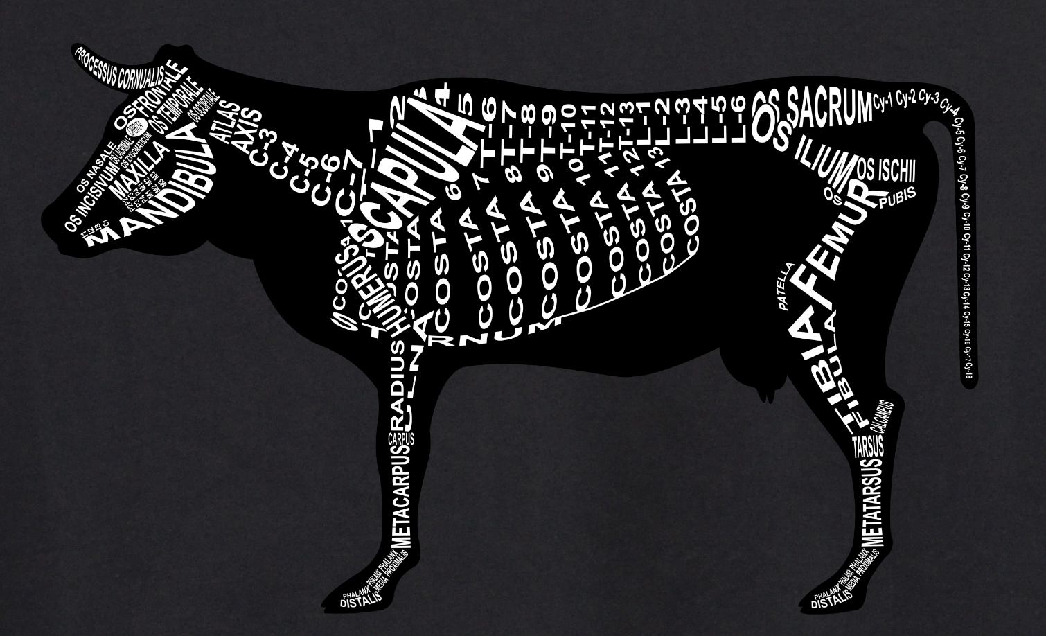 Motiv Rind: Skelett mit anatomischen Bezeichnungen der Knochen für Tierarzt und Tiermedizin-Student - Wort Anatomie