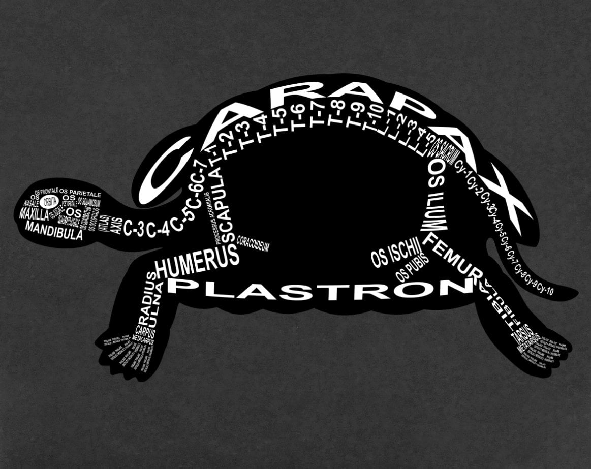 Motiv Schildkröte: Skelett mit anatomischen Bezeichnungen der Knochen für Tierarzt und Tiermedizin-Student - Wort Anatomie