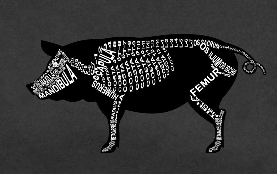 Motiv Schwein: Skelett mit anatomischen Bezeichnungen der Knochen für Tierarzt und Tiermedizin-Student - Wort Anatomie